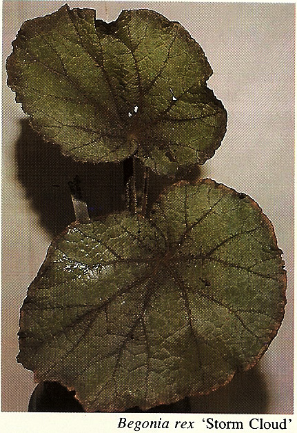 B. ‘Storm Cloud’